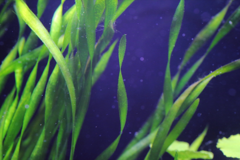 植栽から16日目　スクリューバリスネリア